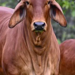 Brahman