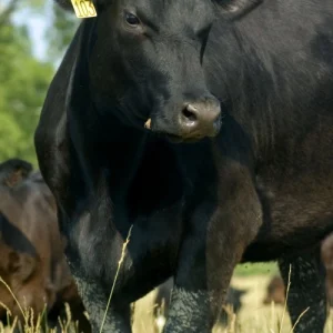 angus