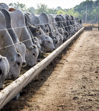 brahman-cattle-feeding-pallet-inside-feedlot-range