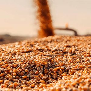 sorgo em graos