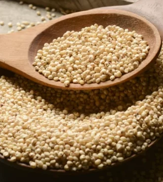 sorgo2